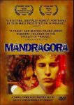 mandgragora