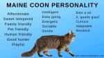 mainecoonpersonality2