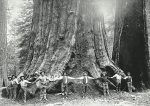We live in an era where the great have been and are being cut down so small men can get their pictures taken. "See what great this we have done," they seem to say. Trees are the lungs of the world. Thanks to them I live in a world that can not breathe.